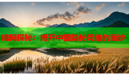 暗网探秘：揭开中国隐秘网络的面纱
